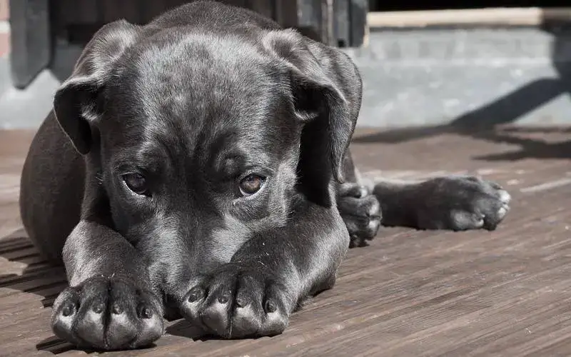 11 coisas que você faz e o seu cachorro odeia Coisas que você faz e o seu cachorro odeia