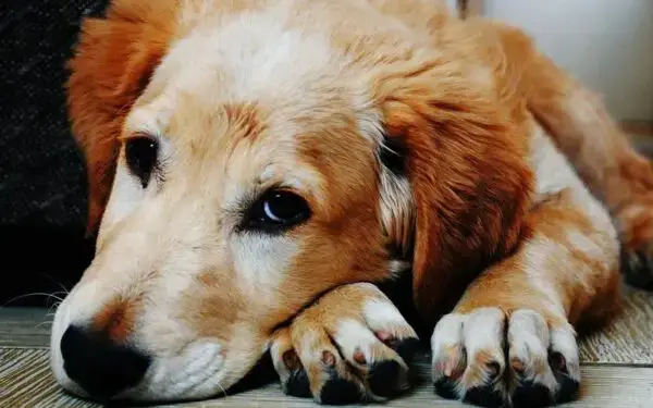 11 coisas que você faz e o seu cachorro odeia Coisas que você faz e o seu cachorro odeia