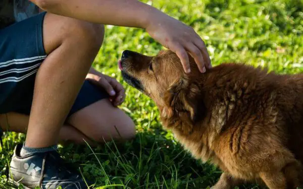 Coisas que você faz e o seu cachorro odeia