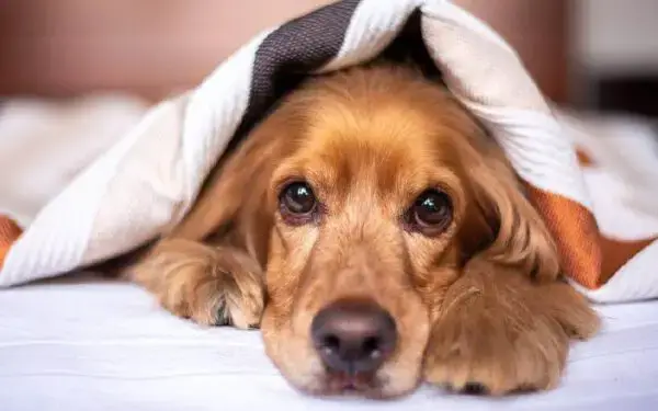 11 coisas que você faz e o seu cachorro odeia Coisas que você faz e o seu cachorro odeia