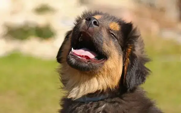 11 coisas que você faz e o seu cachorro odeia Coisas que você faz e o seu cachorro odeia