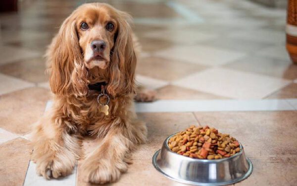 Comidas para humanos que fazem bem para os cachorros