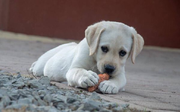 Comidas para humanos que fazem bem para os cachorros