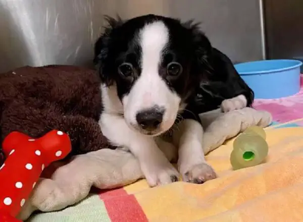 Homem acampa em frente a abrigo para adotar seu cachorro favorito homem-acampa-em-frente-a-abrigo-para-adotar-um-cachorro