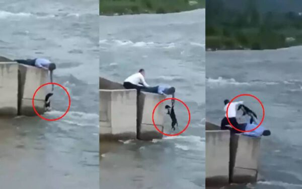 Homem deixa casamento para salvar cachorro se afogando em rio
