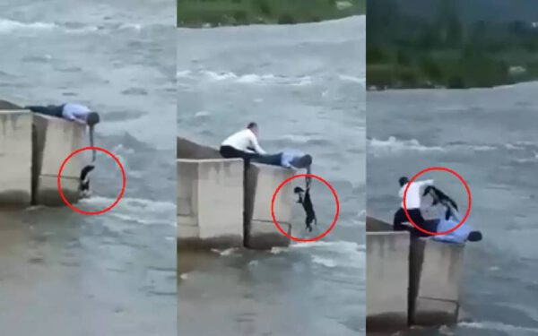 Homem deixa casamento para salvar cachorro se afogando em rio Homem deixa casamento para salvar cachorro se afogando em rio