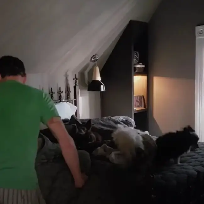 Homem divide a própria cama com nove cães que foram resgatados homem-divide-a-propria-cama-com-nove-caes