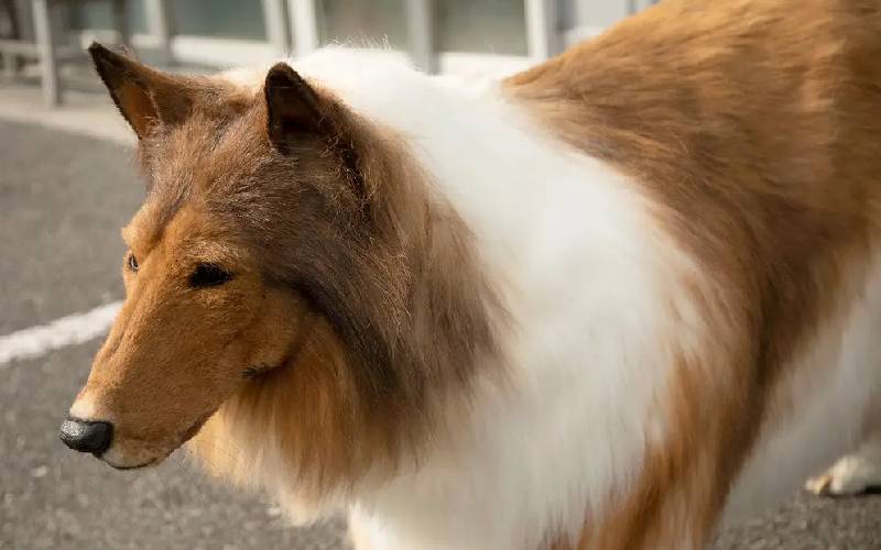 homem-gasta-um-dinheirao-para-se-fantasiar-de-cachorro