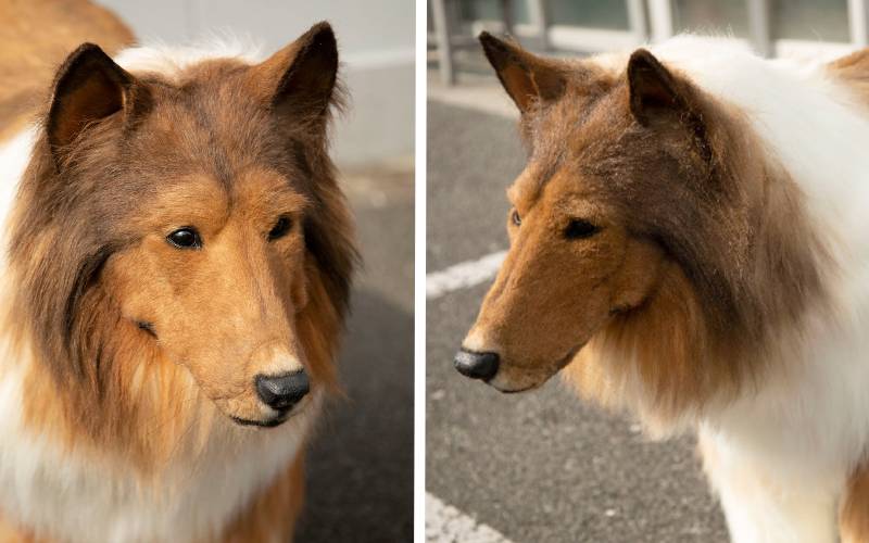 homem-gasta-um-dinheirao-para-se-fantasiar-de-cachorro