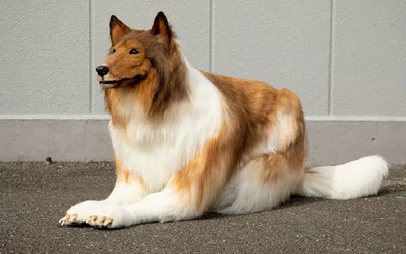 homem-gasta-um-dinheirao-para-se-fantasiar-de-cachorro