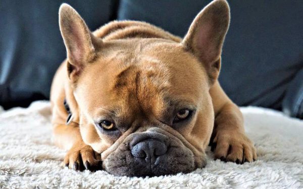 Justiça suspende eutanásia de cão com leishmaniose Justiça suspende eutanásia de cão com leishmaniose