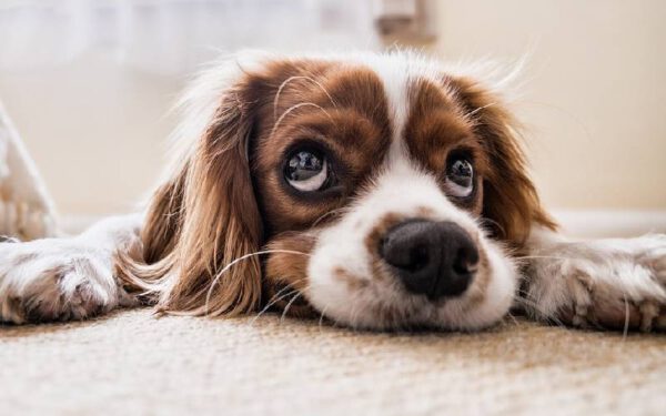 Linguagem canina: como entender melhor o seu cachorro