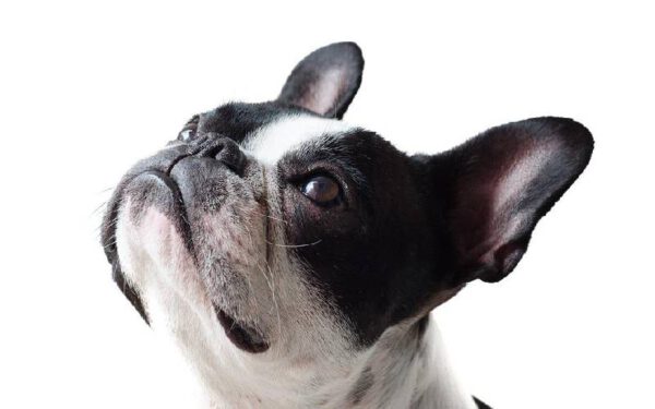 Linguagem canina: como entender melhor o seu cachorro