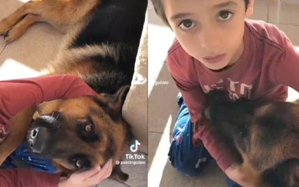 Menino de 5 anos pula em piscina gelada para salvar cachorro menino-pula-em-piscina-gelada-para-salvar-cachorro