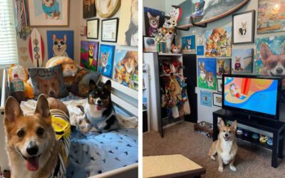 Apaixonada por corgis, mulher cria uma sala especial para os seus cachorros