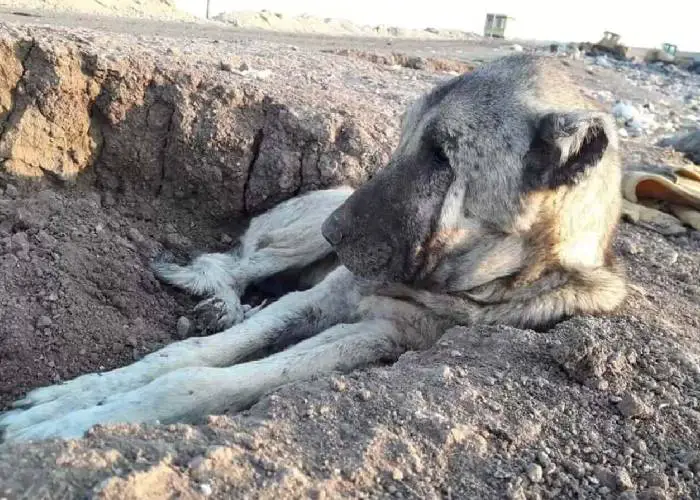 Mulher descobre e resgata cachorro que vivia no lixão mulher-descobre-e-resgata-cachorro-que-vivia-no-lixao
