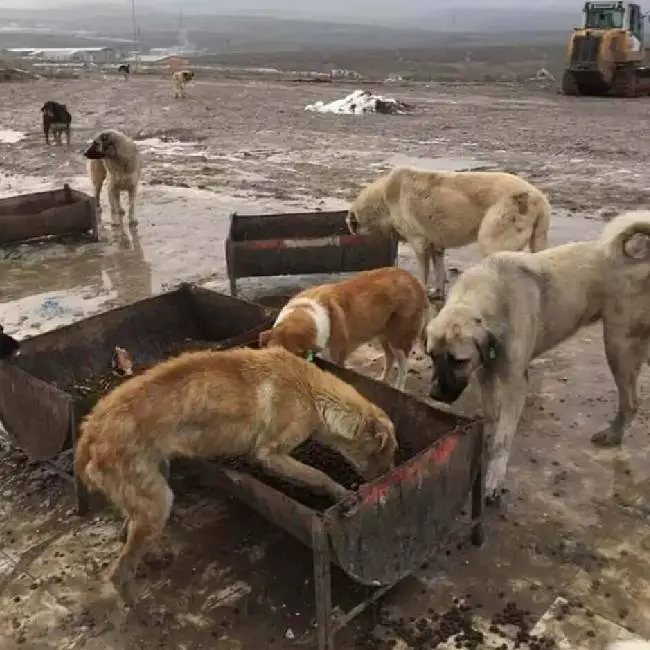 Mulher descobre e resgata cachorro que vivia no lixão mulher-descobre-e-resgata-cachorro-que-vivia-no-lixao