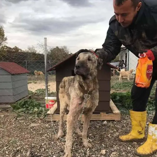 Mulher descobre e resgata cachorro que vivia no lixão mulher-descobre-e-resgata-cachorro-que-vivia-no-lixao