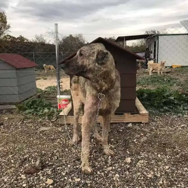 Mulher descobre e resgata cachorro que vivia no lixão mulher-descobre-e-resgata-cachorro-que-vivia-no-lixao