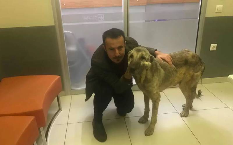 Mulher descobre e resgata cachorro que vivia no lixão mulher-descobre-e-resgata-cachorro-que-vivia-no-lixao