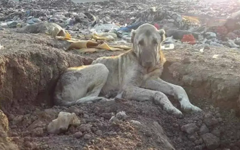 Mulher descobre e resgata cachorro que vivia no lixão mulher-descobre-e-resgata-cachorro-que-vivia-no-lixao