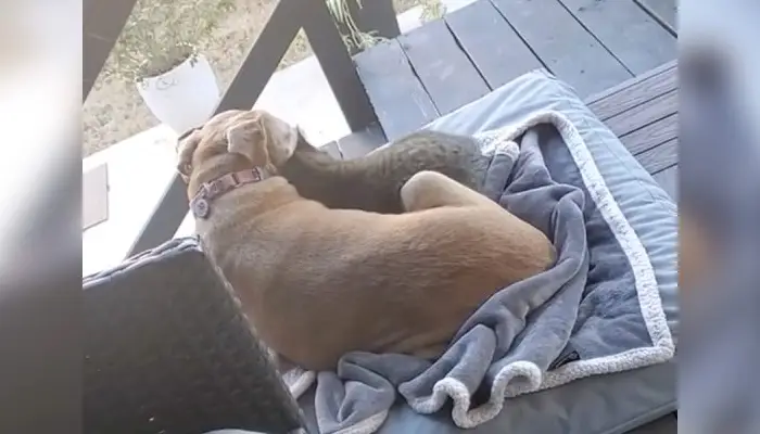 Mulher flagra sua cachorra idosa aconchegada a um gato de rua mulher-flagra-a-cachorra-aconchegada-a-um-gato-de-rua