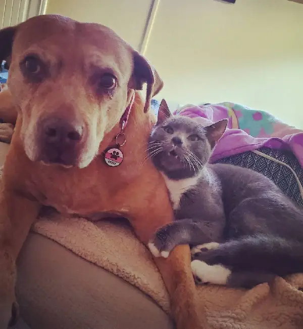 Mulher flagra sua cachorra idosa aconchegada a um gato de rua mulher-flagra-a-cachorra-aconchegada-a-um-gato-de-rua