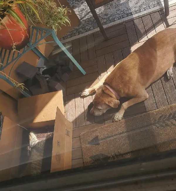Mulher flagra sua cachorra idosa aconchegada a um gato de rua mulher-flagra-a-cachorra-aconchegada-a-um-gato-de-rua