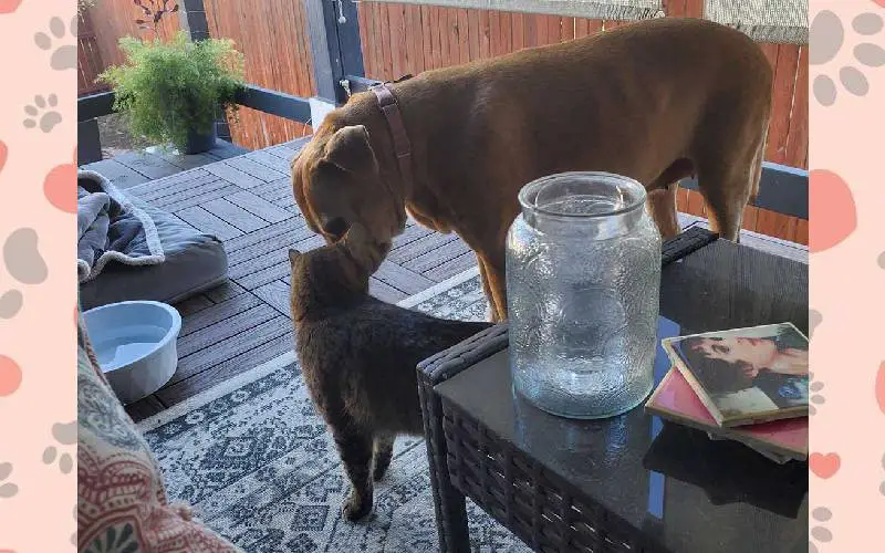 Mulher flagra sua cachorra idosa aconchegada a um gato de rua mulher-flagra-a-cachorra-aconchegada-a-um-gato-de-rua