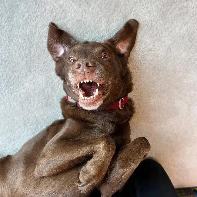 Pai humano usa cone em solidariedade ao cachorro machucado pai-usa-cone-em-solidariedade-ao-cachorro-machucado