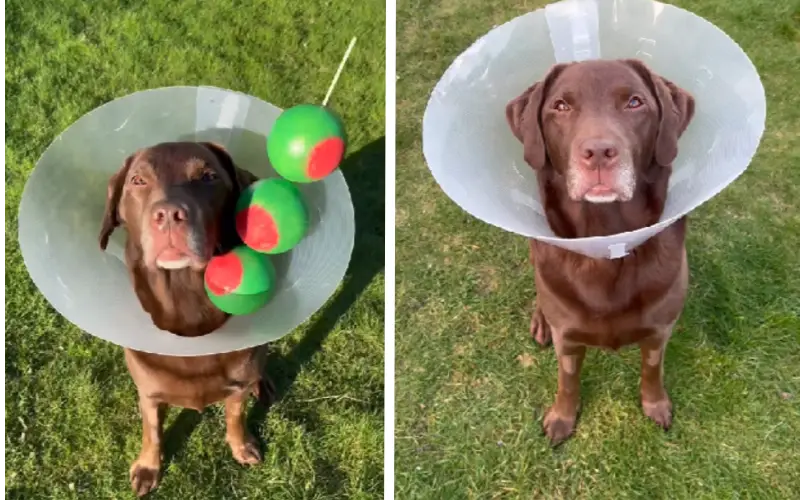 Pai humano usa cone em solidariedade ao cachorro machucado pai-usa-cone-em-solidariedade-ao-cachorro-machucado