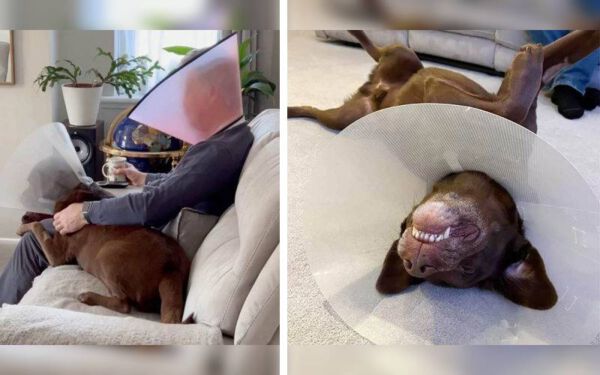 Pai humano usa cone em solidariedade ao cachorro machucado pai-usa-cone-em-solidariedade-ao-cachorro-machucado