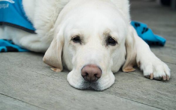 Pode dar Dorflex para cachorros?