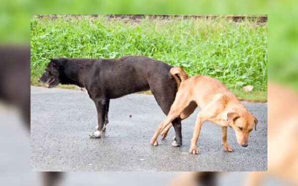 Por que cachorros ficam grudados quando cruzam?