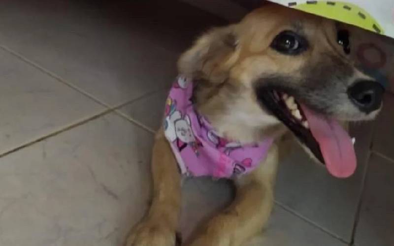 Cachorro é procurado por roubar pães; veja vídeo procurado-cachorro-que-rouba-paes