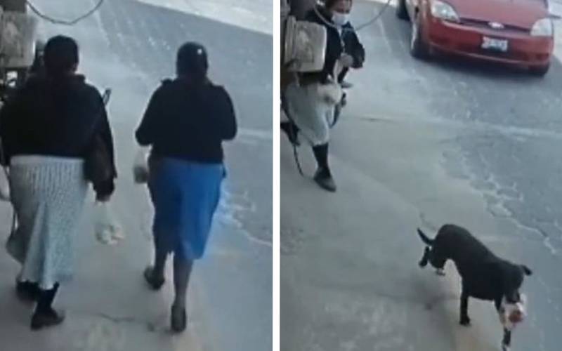 Cachorro é procurado por roubar pães; veja vídeo procurado-cachorro-que-rouba-paes