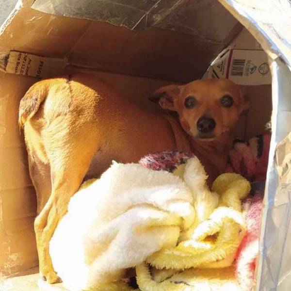 Projeto 'Cachorro Quente' pede ajuda para proteger animais de rua projeto-cachorro-quente-pede-ajuda-para-proteger-animais-de-rua