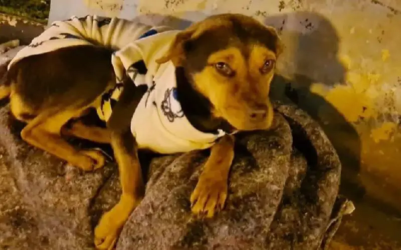 Projeto 'Cachorro Quente' pede ajuda para proteger animais de rua projeto-cachorro-quente-pede-ajuda-para-proteger-animais-de-rua