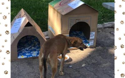 Projeto ‘Cachorro Quente’ pede ajuda para proteger animais de rua