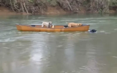 retriever-do-Labrador-salva-dois-caes-presos-em-canoa-no-meio-do-rio