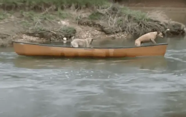 retriever-do-Labrador-salva-dois-caes-presos-em-canoa-no-meio-do-rio