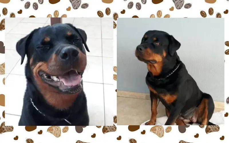 Rottweiler salva a vida de bebê abandonado rottweiler-salva-a-vida-de-bebe-abandonado