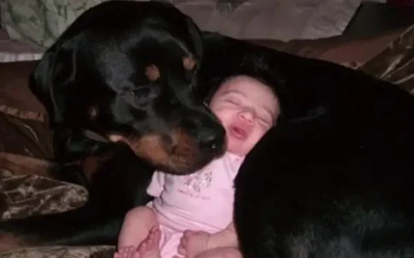 Rottweiler salva a vida de bebê abandonado rottweiler-salva-a-vida-de-bebe-abandonado
