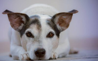 Sinais de que seu cachorro precisa de ajuda urgente