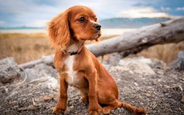 Sinais de que seu cachorro precisa de ajuda urgente