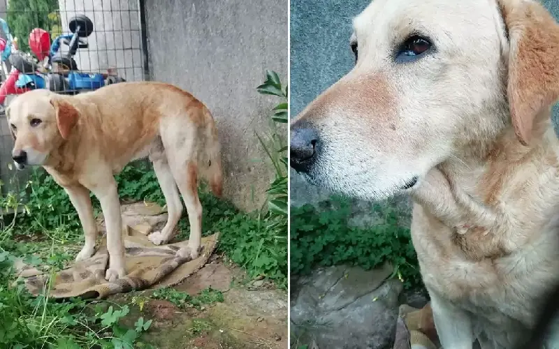 Homem tem reencontro emocionante com cachorro que sumiu por 4 anos um-reencontro-emocionante-entre-cao-e-tutor