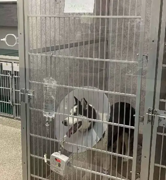 Cachorrinho ganha 'veterinária particular' para não se sentir sozinho e assustado Cachorrinho ganha 'veterinária particular' para não se sentir sozinho e assustado