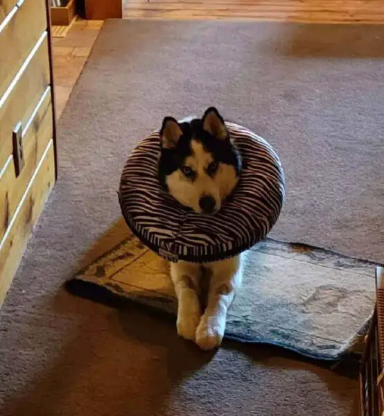 Cachorrinho ganha 'veterinária particular' para não se sentir sozinho e assustado Cachorrinho ganha 'veterinária particular' para não se sentir sozinho e assustado