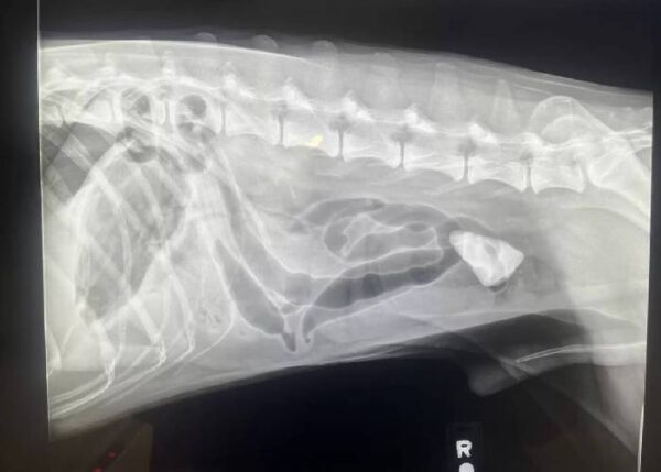 Cachorrinho ganha 'veterinária particular' para não se sentir sozinho e assustado Cachorrinho ganha 'veterinária particular' para não se sentir sozinho e assustado