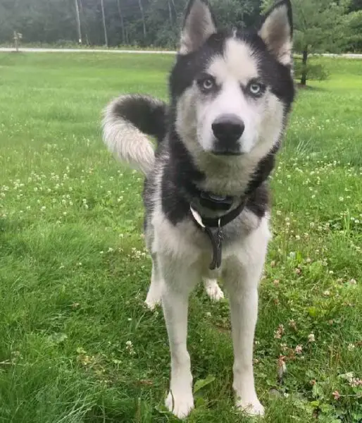 Cachorrinho ganha 'veterinária particular' para não se sentir sozinho e assustado Cachorrinho ganha 'veterinária particular' para não se sentir sozinho e assustado